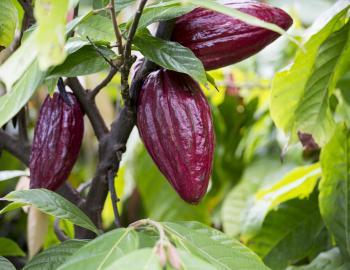 cacao beans