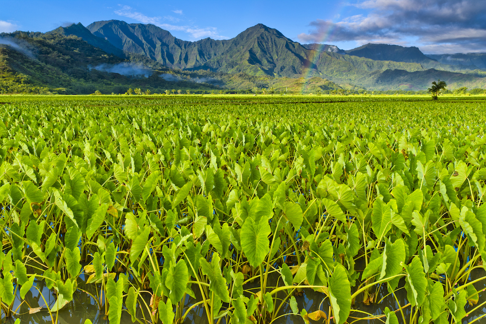 taro in hawaii